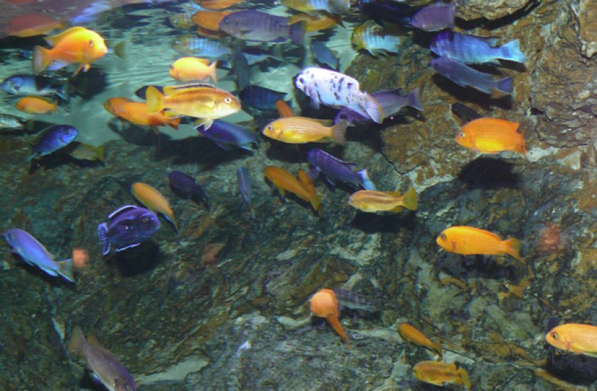 Псевдотрофеусы