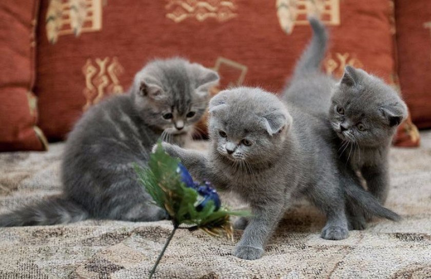 Котята Котята
