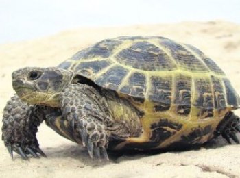 Обитание, образ жизни и питание черепахи