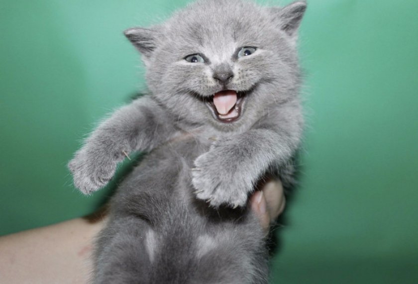 Котенок Котенок