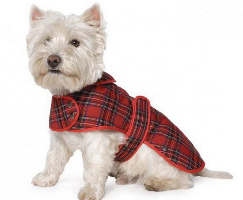 Вязанная одежда для собак.