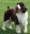 Собака спрингер-спаниель — прирожденный охотник