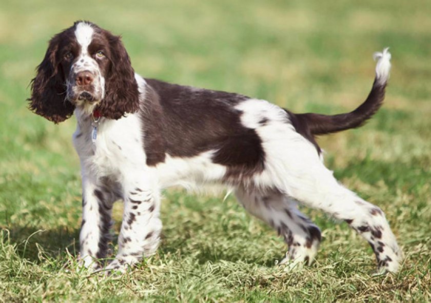 Происхождение породы и предназначение