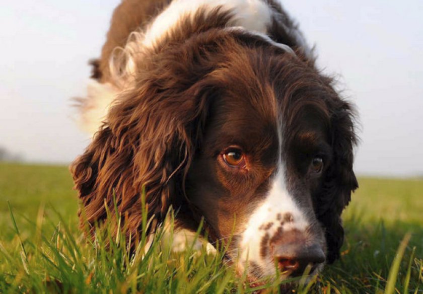 Какому хозяину подойдет?