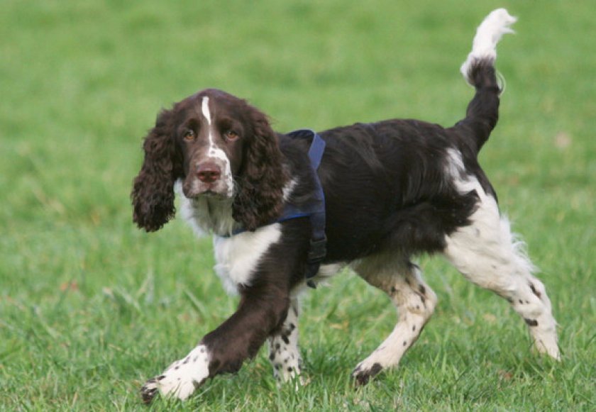 Дрессировка и обучение