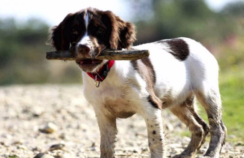 Дрессировка и обучение