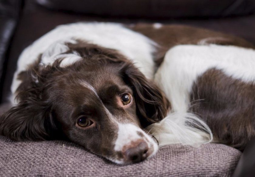 Здоровье и характерные болезни