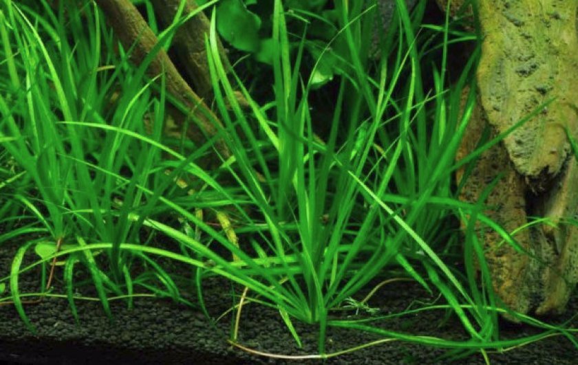 Содержание