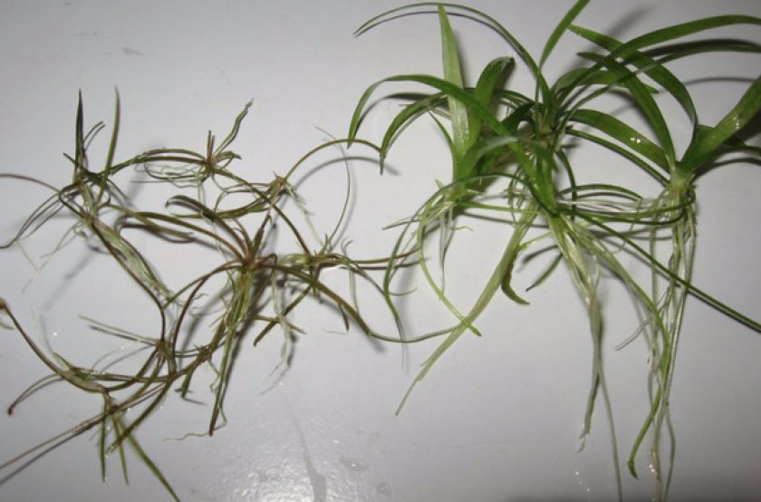 Как посадить растение?