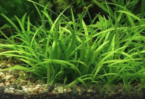 Как посадить эхинодорус: параметры среды, грунта, освещения и особенности фильтрации