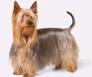 Силки-терьер