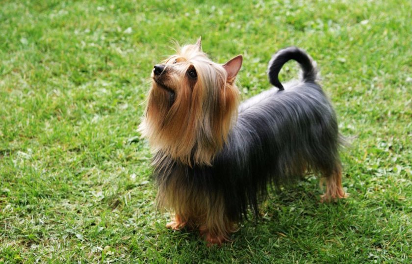 Силки-терьер