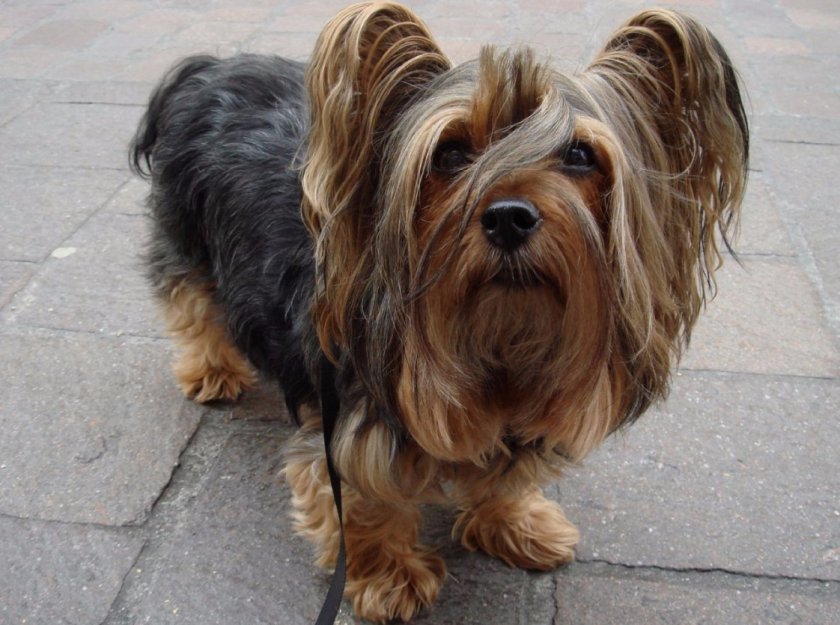 Силки-терьер