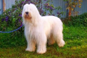 Южнорусская овчарка