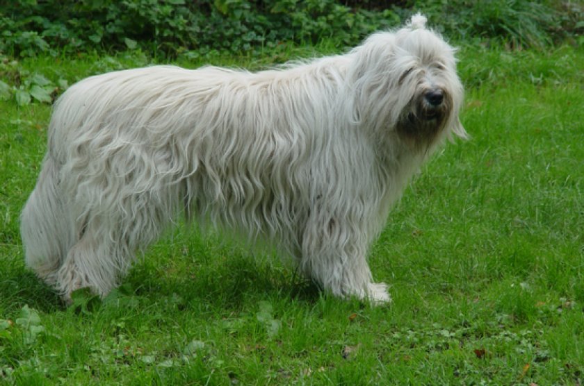 Южнорусская овчарка