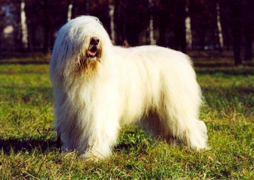 Южнорусская овчарка