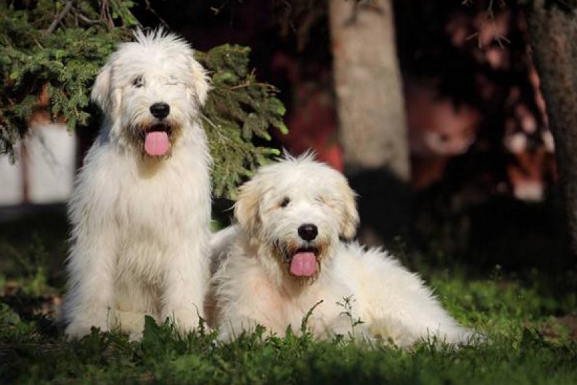 Южнорусская овчарка