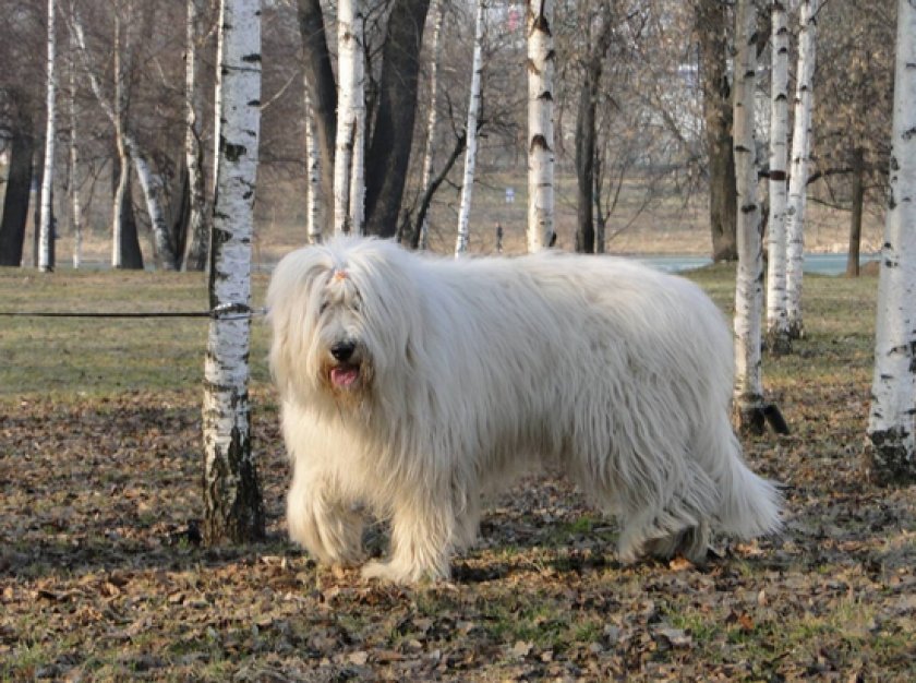 Южнорусская овчарка