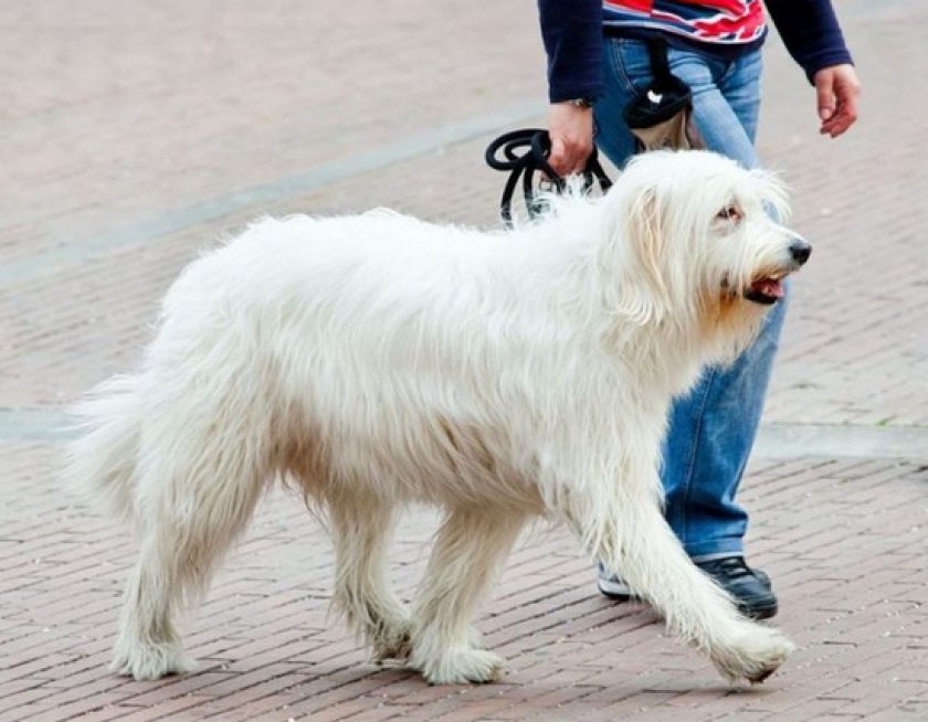 Южнорусская овчарка