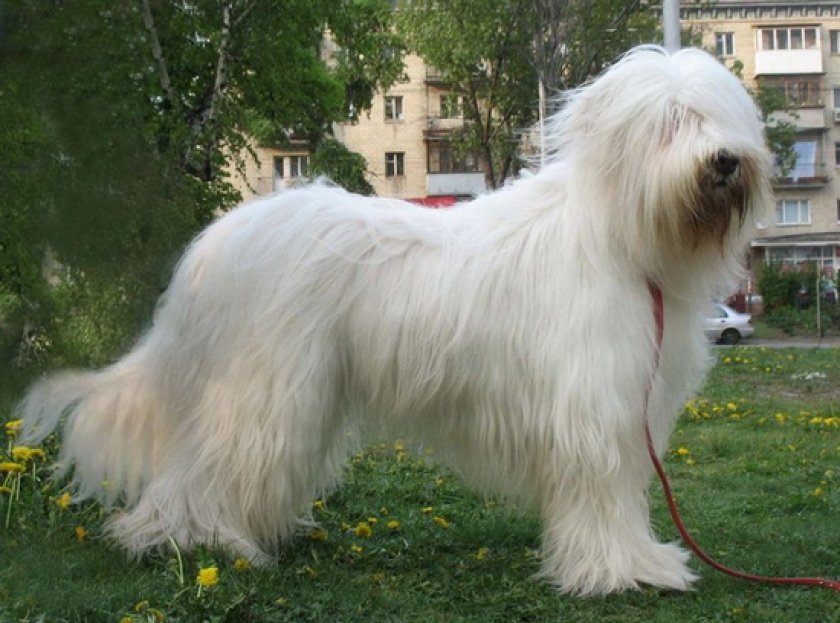 Южнорусская овчарка