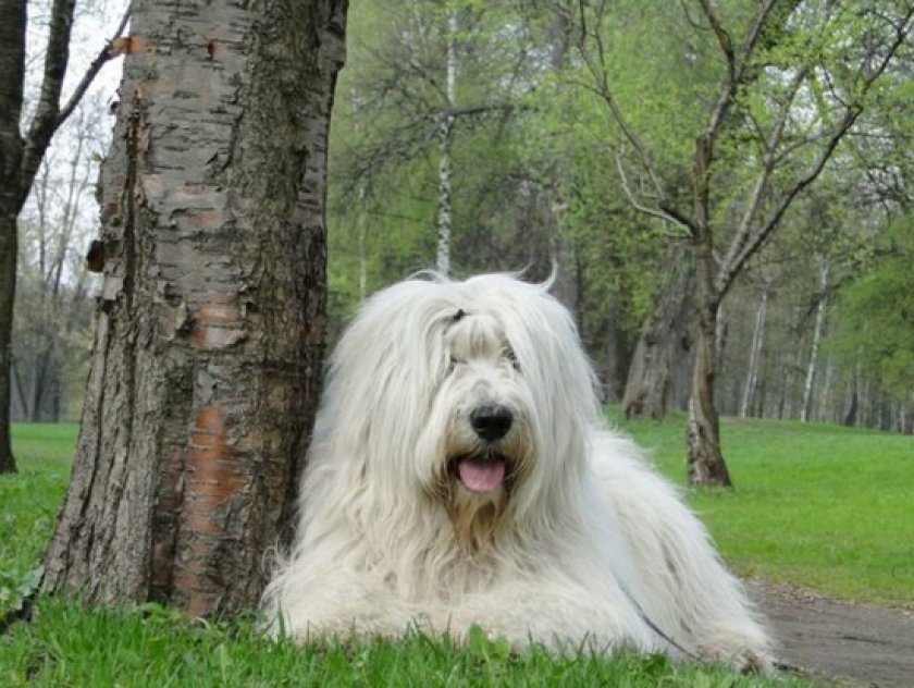 Южнорусская овчарка