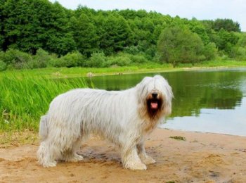 Южнорусская овчарка: я не ласковый и пушистый, а грозный и смелый
