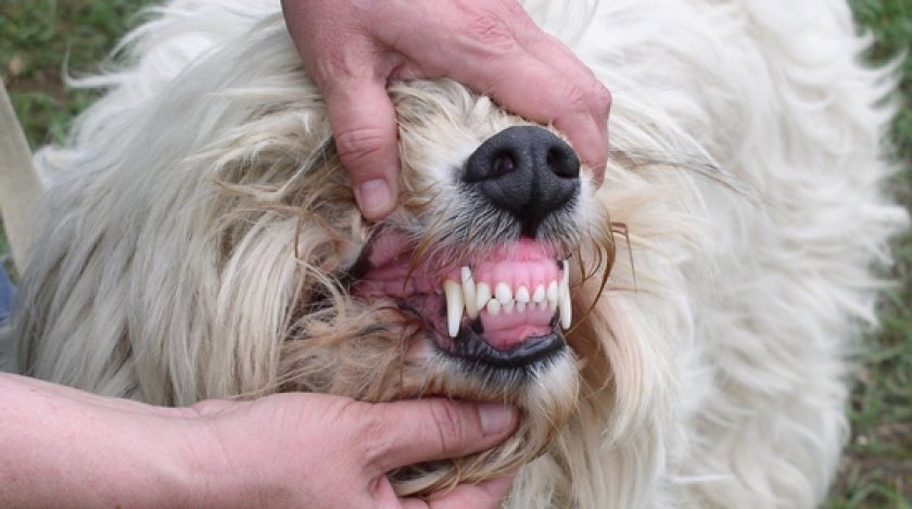 Южнорусская овчарка