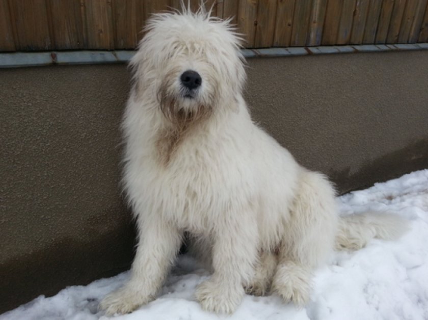 Южнорусская овчарка