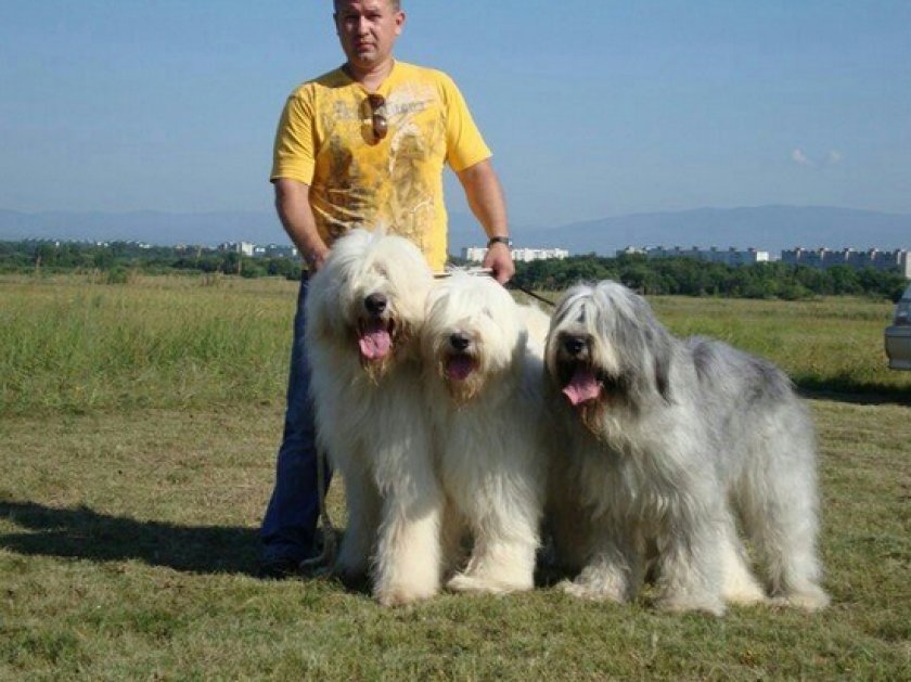 Южнорусская овчарка