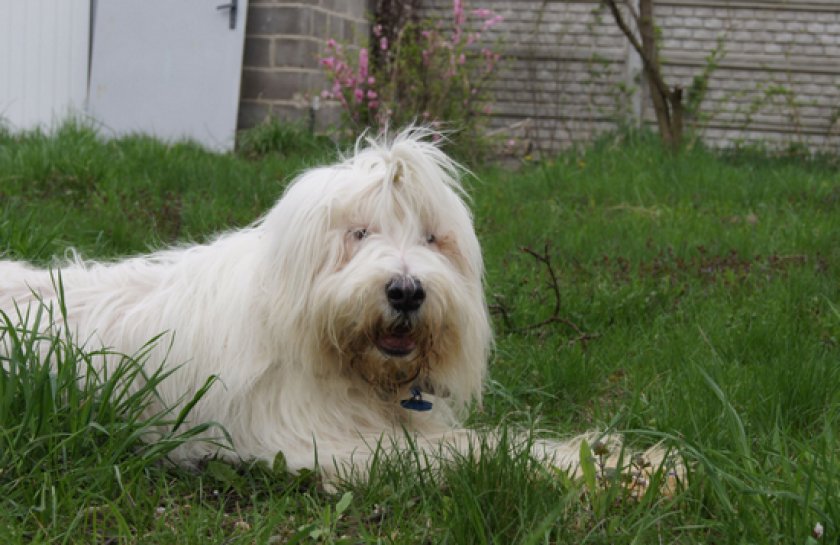 Южнорусская овчарка