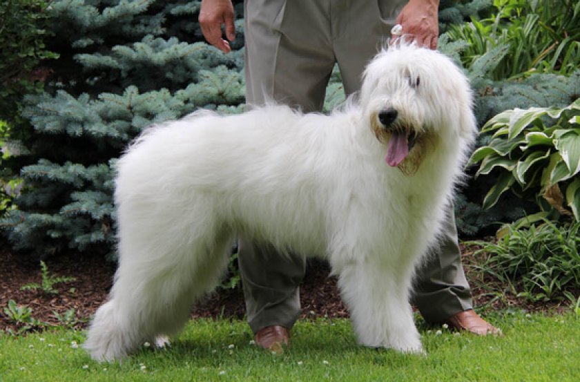 Южнорусская овчарка