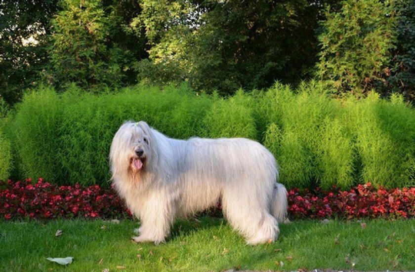 Южнорусская овчарка