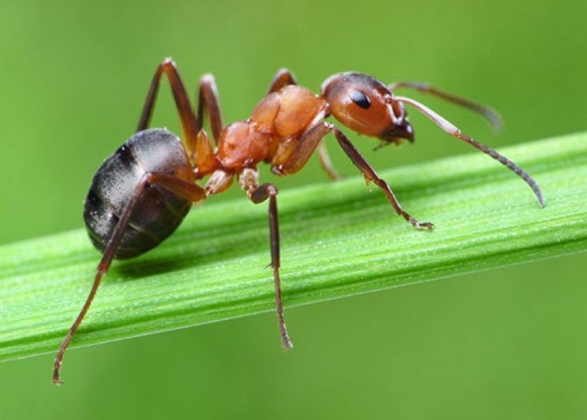 формикарий