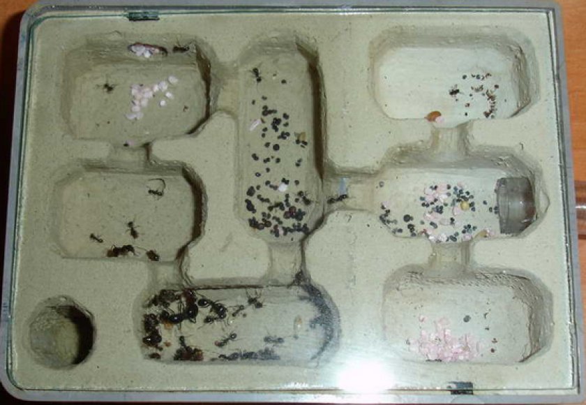 формикарий