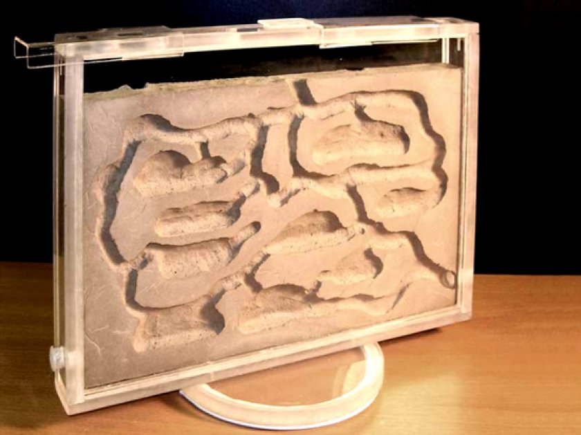 формикарий