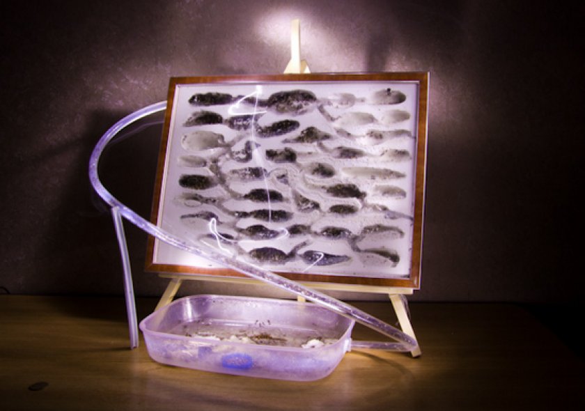 формикарий