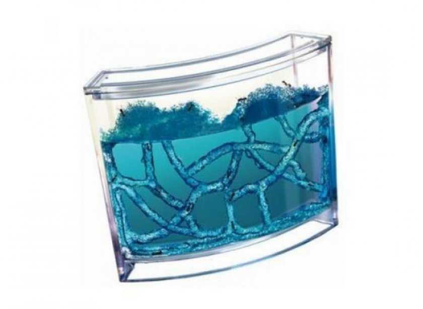 формикарий