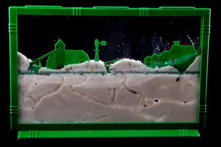 формикарий