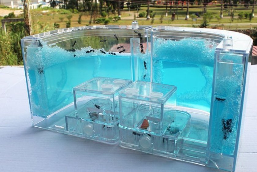 формикарий