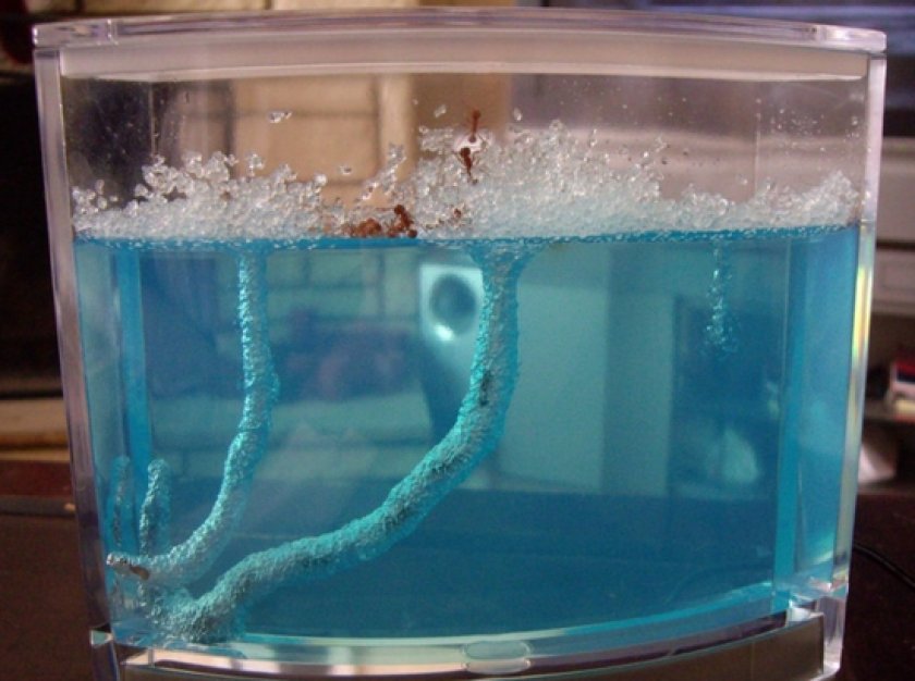 формикарий