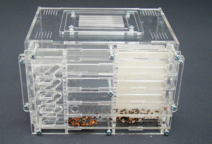 формикарий