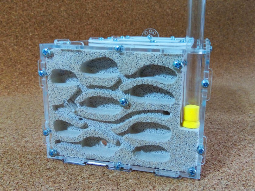 формикарий