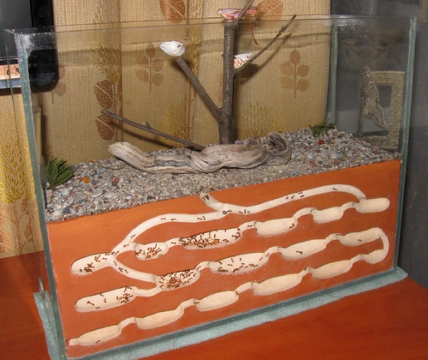 формикарий