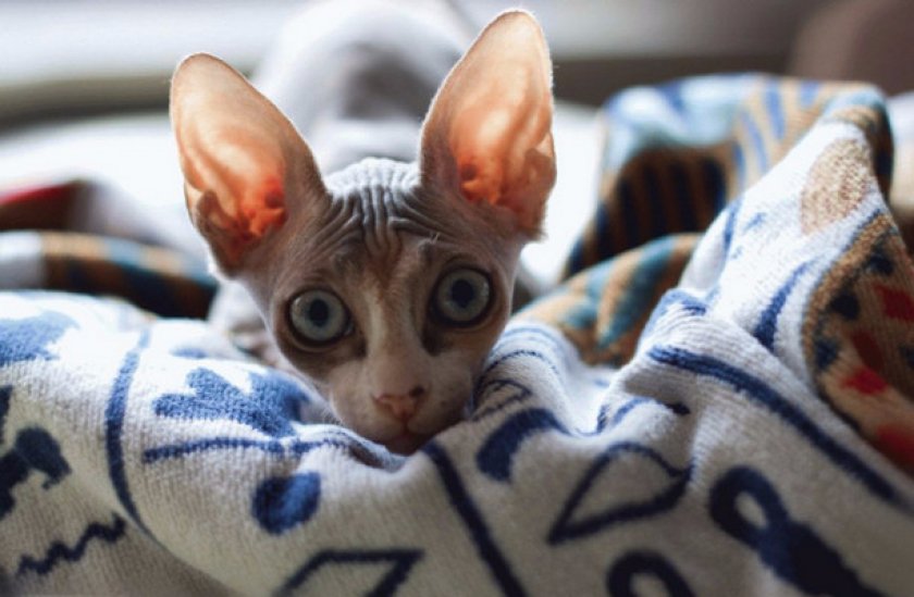 Характер и повадки