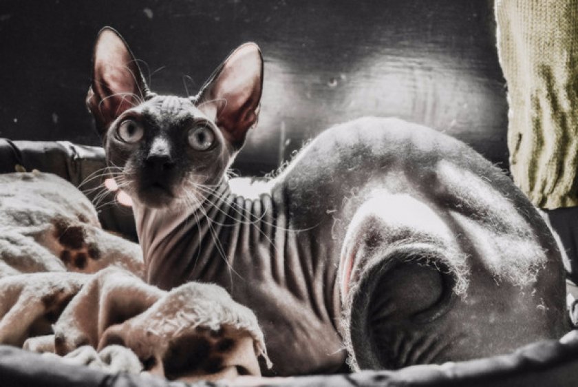 Содержание