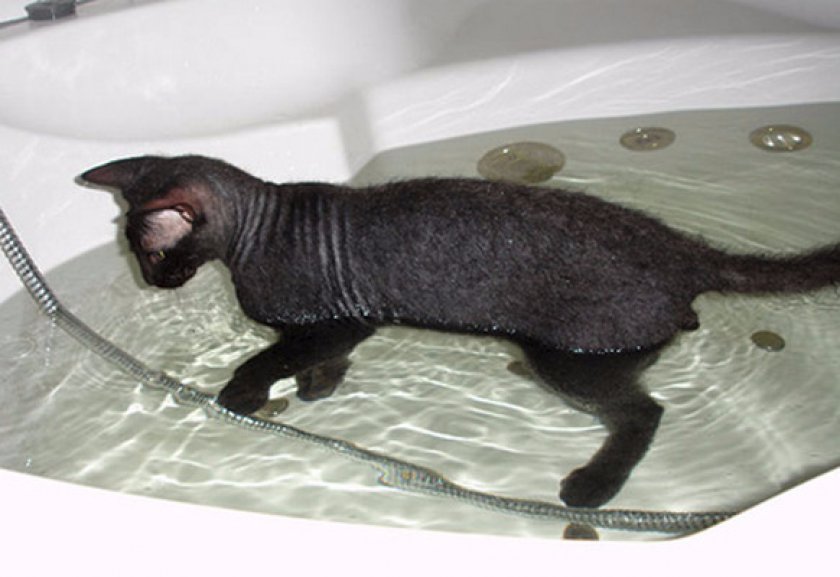 Груминг и гигиена