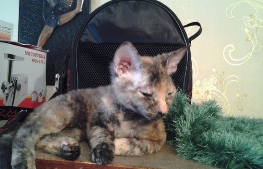 Здоровье и характерные заболевания