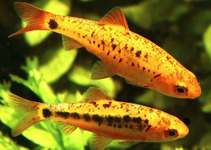 Барбус Шуберта: обитание, описание и образ жизни аквариумной рыбы