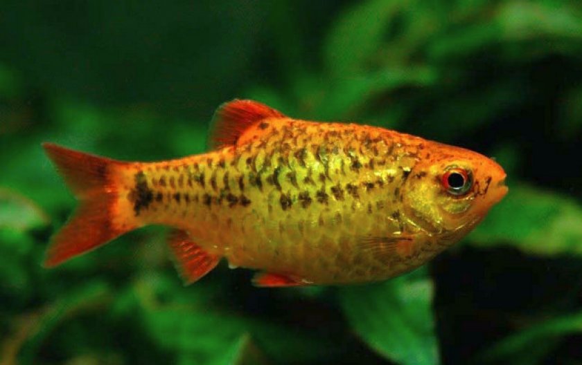 Ареал обитания