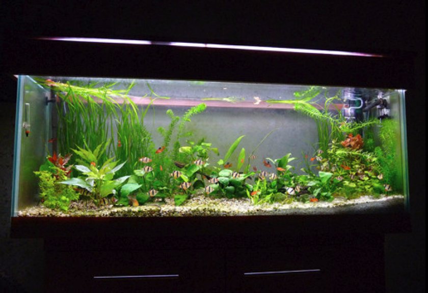 Требования к аквариуму